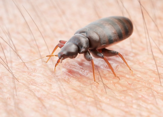 how-long-does-bed-bug-extermination-take